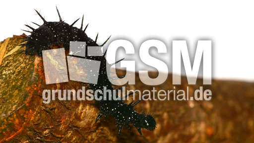 Tagpfauenauge-Raupe (6).jpg